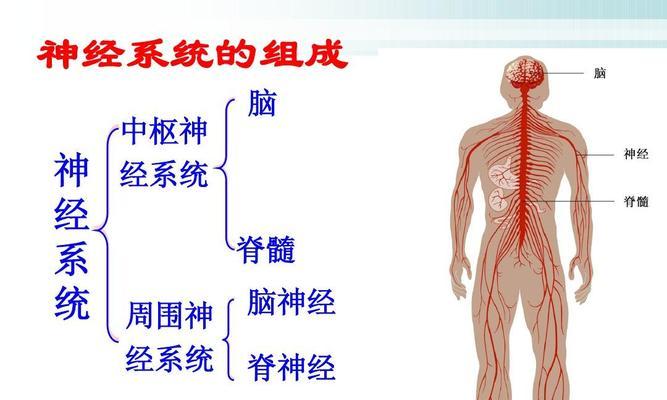 掌握人体工厂中枢神经通关技巧的游戏攻略（突破人体工厂的神经关卡）