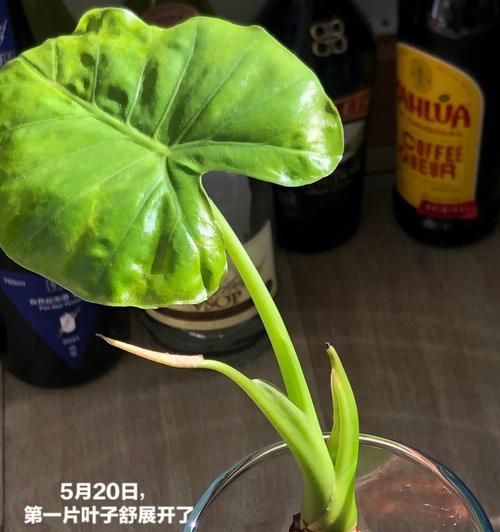 发芽啦植物全解锁通关攻略（打破限制）