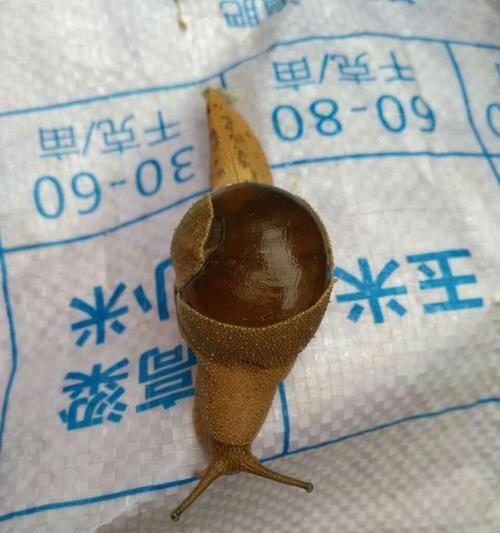 幻塔食腐蜗牛位置介绍（深入游戏世界）