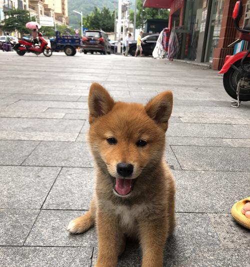 原神柴犬鉴（探索游戏世界中的柴犬乐趣）