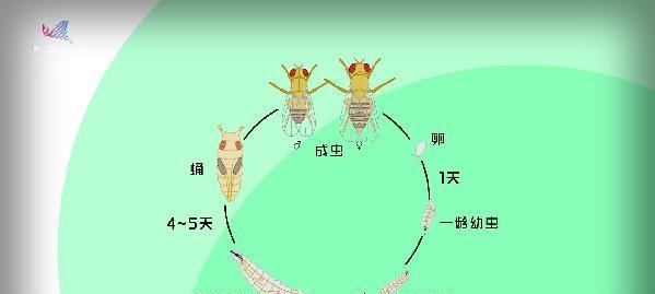 《龙腾天下》游戏个性爱宠基因（挑战创新）